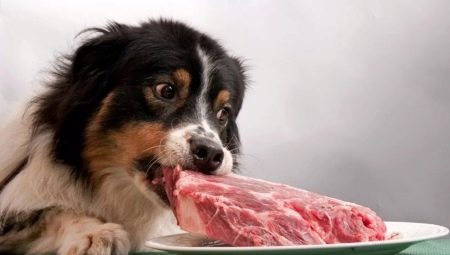 Meat for dogs