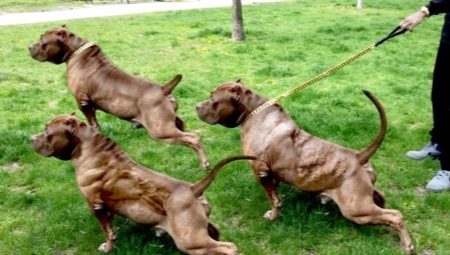 Pumped up dogs: features and review of breeds