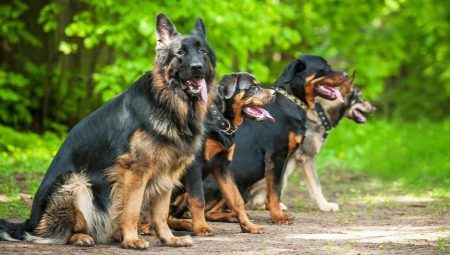 German dog breeds