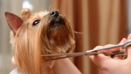 Dog grooming scissors: varieties, requirements and tips for choosing