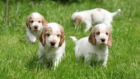 Description of English dog breeds