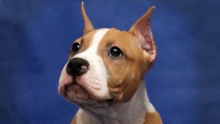 Features of cupping ears in Staffordshire terrier