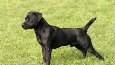 Patterdale Terrier: description of the dog breed and maintenance