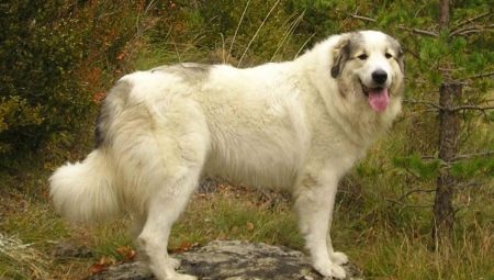 Pyrenean Mountain Dog: Characterization and Cultivation