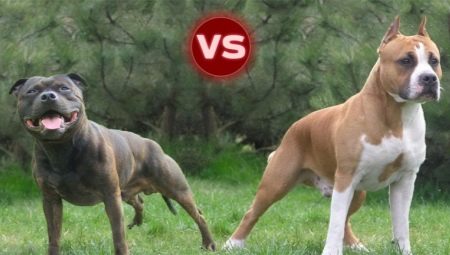 Pitbull and Staffordshire Terrier: the main differences