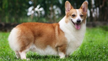 Pros and cons of breed corgi