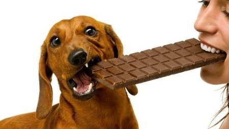 Why dogs should not be given chocolate?