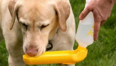 Drinkers for dogs: varieties and tips for choosing