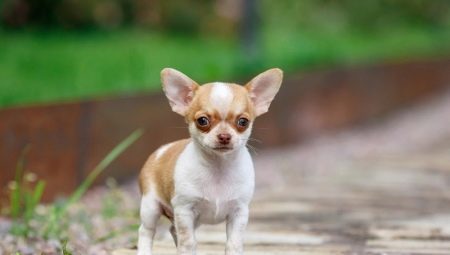 Breeds of small smooth-haired dogs