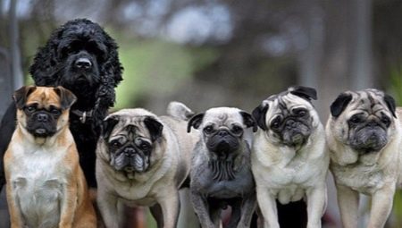 Dog breeds similar to pugs