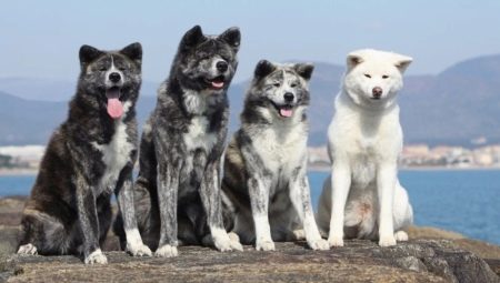 Japanese dog breeds