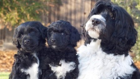 Portuguese water dog: features of the breed and care for dogs