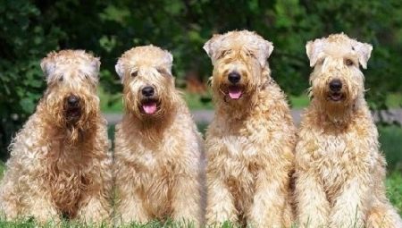 Wheaten Terrier: breed description and content