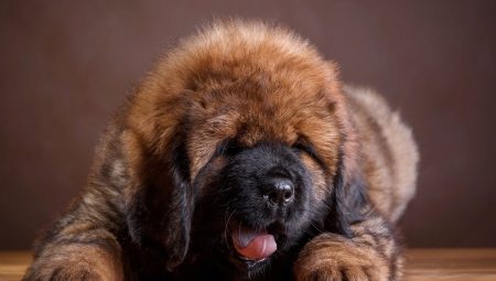 Tibetan Mastiff Sizes by Month: Weight and Height