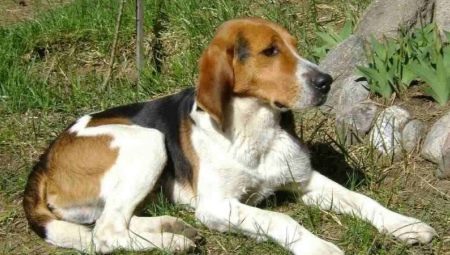 Russian hound dog: description and rules of keeping