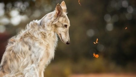 Russian dog breeds: varieties and tips for choosing