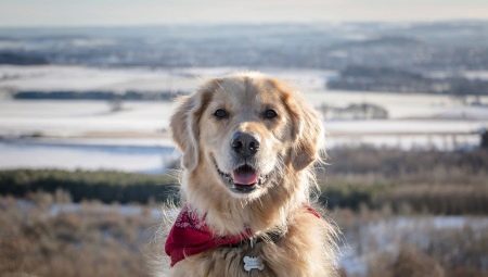 The kindest breeds of dogs and features of their education