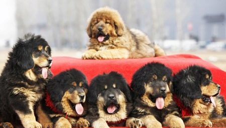 The most expensive dogs