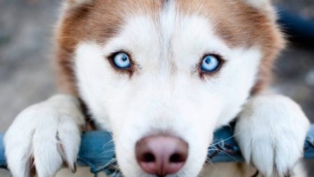 The most loyal dog breeds