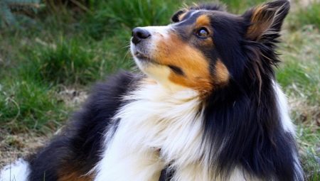 The smartest dog breeds