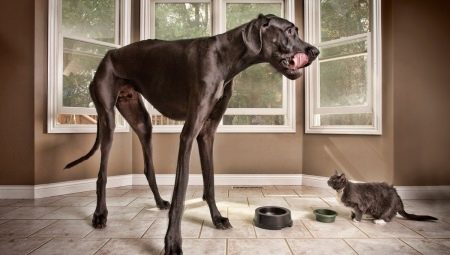 The tallest dogs in the world