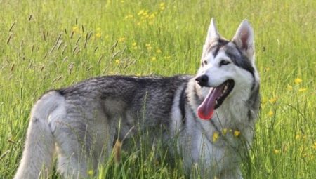 Northern Inuit dog: how to look and how to care for her?