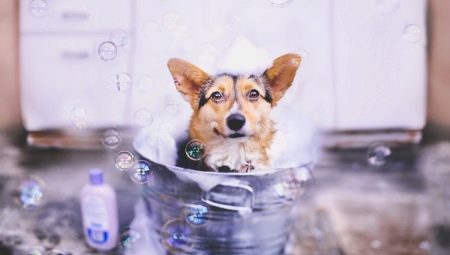 Dog Shampoo: Varieties and Characteristics