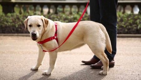 Harnesses for dogs: a description of the species, how to choose the size and train the dog?