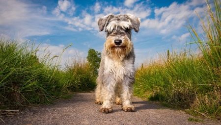 Schnauzers: breed description, types and nuances of content