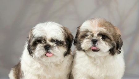 How many years have Shih Tzu lived and what does it depend on?