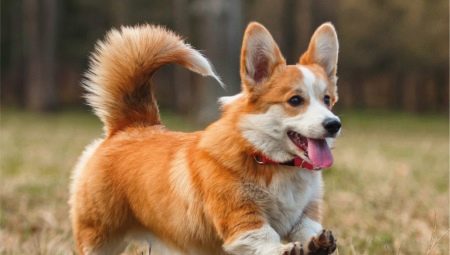 How long do corgi live and what does it depend on?