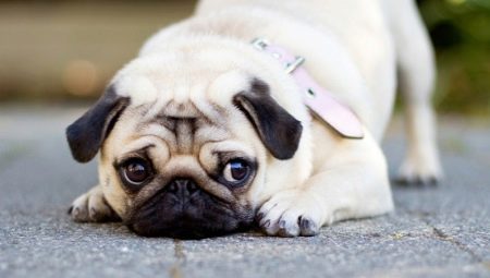 How many pugs live and what does it depend on?