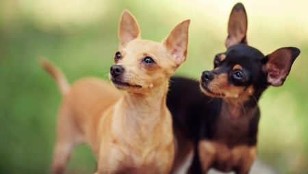 How long does a toy terrier live and what does it depend on?