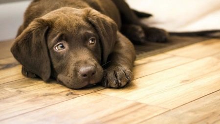 Dog whines: what are the reasons and what to do?