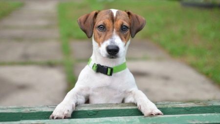 List of Jack Russell Terrier Nicknames