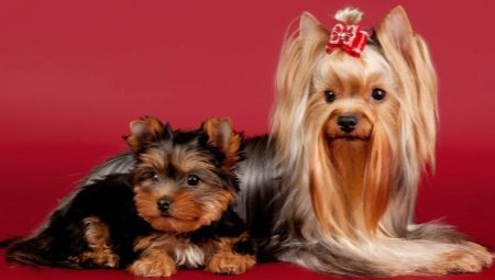 Yorkshire terrier becenévlista