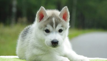 List of beautiful and funny nicknames for huskies