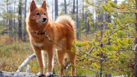 List of fox-like dog breeds