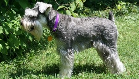 Miniature Schnauzer haircuts: what are and how to choose?