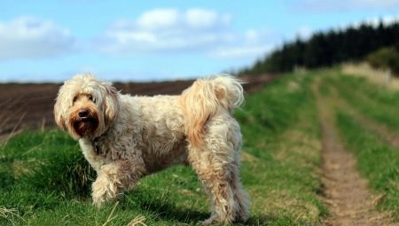 Tibeti terrier: a fajta leírása és a kutyák tartásának titka