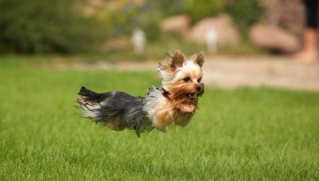 Subtleties training Yorkshire terrier