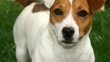 Trimming and Grooming Jack Russell Terrier