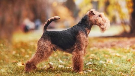 Welch Terrier: description, content and training