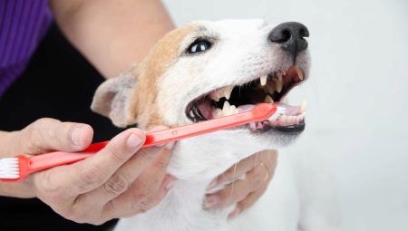 Types and recommendations for choosing a toothbrush for dogs