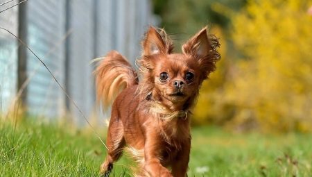 Everything you need to know about long-haired toy terriers