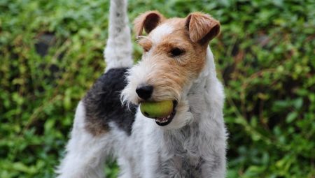 All you need to know about wire Fox Terriers