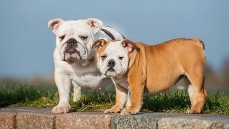 Minden a bulldogokról