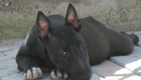 All about black bull terriers