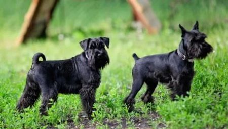 All about black miniature schnauzers