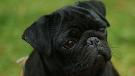 All about black pugs